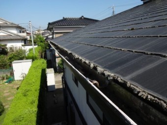 屋根に生えるコケ